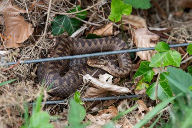 Ortak bir Avrupa engerek balığının (vipera berus)