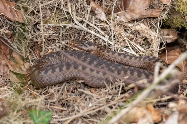 stock image Close up of a common European adder (vipera berus)