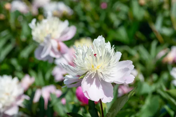 stock image Close up of a Chinese peony (paeonia lactiflora) flower in bloom