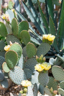 Close up of flowers on a wheel cactus (opuntia robusta) clipart