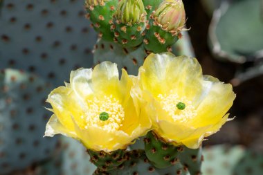 Tekerlek kaktüsündeki çiçekleri kapat (opuntia robusta)