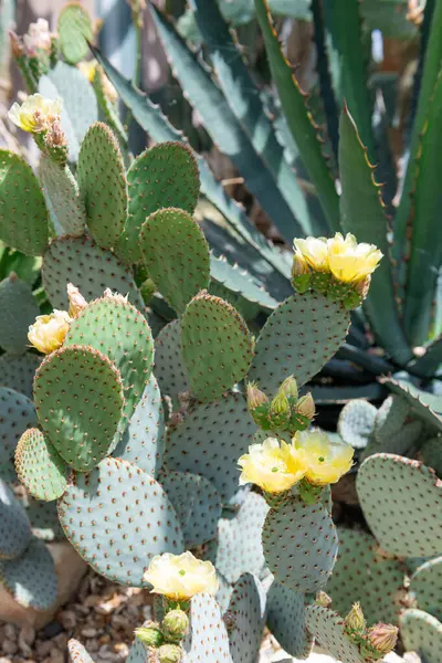 stock image Close up of flowers on a wheel cactus (opuntia robusta)