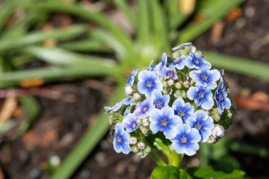 Chatham Adaları zambaklarının (myosotidium hortensia) çiçekleri çiçek açar.