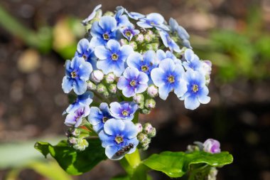 Chatham Adaları zambaklarının (myosotidium hortensia) çiçekleri çiçek açar.