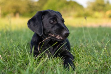 8 haftalık siyah Labrador köpeğinin çimlere uzanmış şirin portresi.