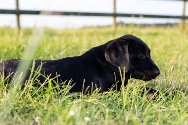 8 haftalık siyah Labrador köpeğinin çimlere uzanmış şirin portresi.