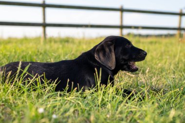 8 haftalık siyah Labrador köpeğinin çimlere uzanmış şirin portresi.
