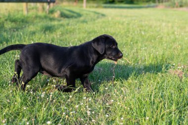 Çimlerin üzerinde 8 haftalık siyah Labrador köpeğinin şirin portresi.