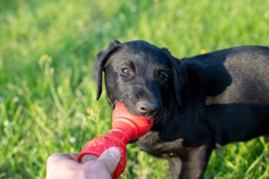 8 haftalık köpek oyuncağıyla oynayan siyah Labrador köpeğinin şirin portresi.