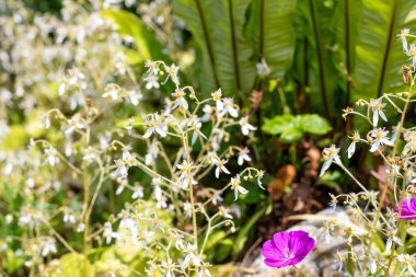 Çiçek açarken sürünen saksafona (saxifraga stolonifera) yaklaş