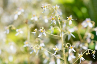 Close up of creeping saxifrage (saxifraga stolonifera) in bloom clipart