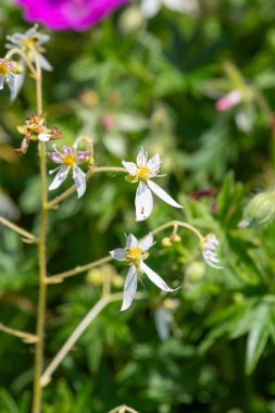 Çiçek açarken sürünen saksafona (saxifraga stolonifera) yaklaş