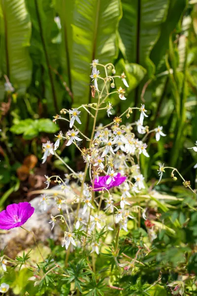 stock image Close up of creeping saxifrage (saxifraga stolonifera) in bloom