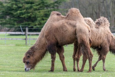 Vahşi yaşam parkında otlayan Bactrian devesine (Camelus bactrianus) yakın plan