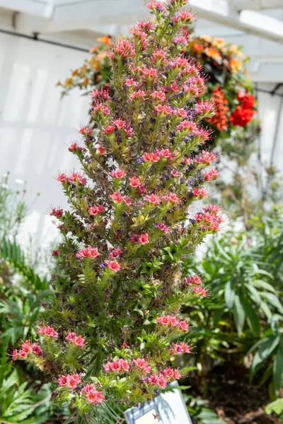 Çiçekler açan Tenerife hata gidericisini (echium wildpretii) kapat