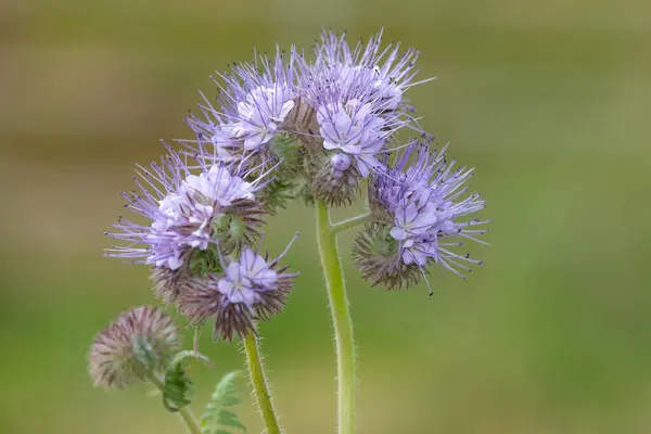 stock image Close up of lacy phacelia (phacelia tanacetifolia) flowers in bloom