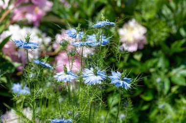 Çiçek açan siyah kimyon (Nigella sativa) çiçeklerine yaklaş