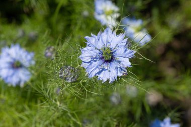Çiçek açan siyah kimyon (Nigella sativa) çiçeklerine yaklaş