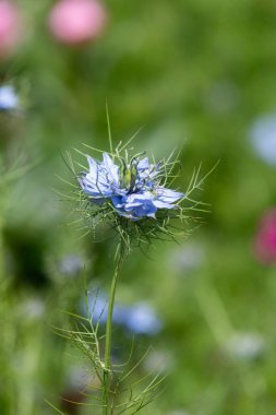 Siyah kimyon (Nigella sativa) çiçeğinin çiçekli makro çekimi