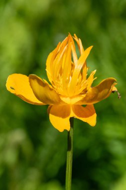 Çiçek açmış bir Çin yerçiçeği (trollius chinensis) yakın plan