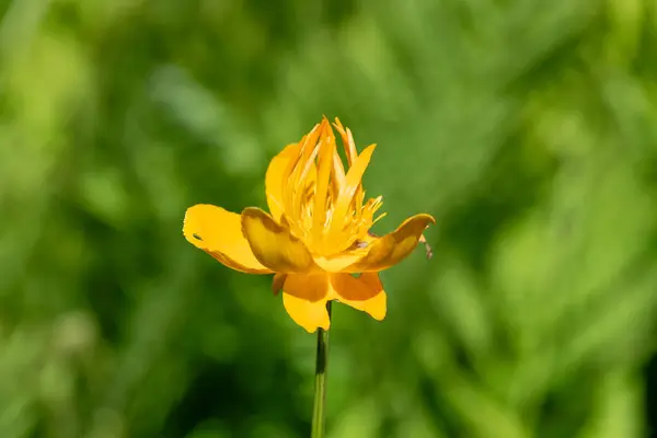 stock image Close up of a Chinese globeflower (trollius chinensis) in bloom