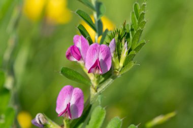 Çiçeklerin çiçek açtığı ortak bir nokta (vicia sativa) var.