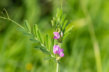 Çiçeklerin çiçek açtığı ortak bir nokta (vicia sativa) var.