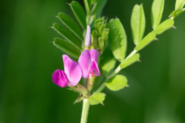 Çiçeklerin çiçek açtığı ortak bir nokta (vicia sativa) var.
