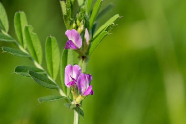 Çiçeklerin çiçek açtığı ortak bir nokta (vicia sativa) var.