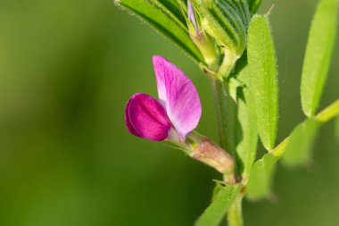 Macro shot of a common vetch (vicia sativa) flower in bloom clipart