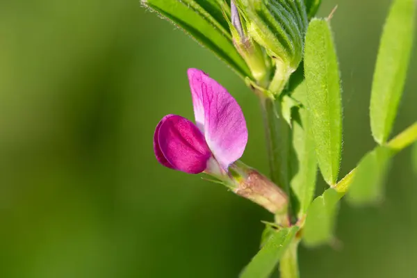 Stock image Macro shot of a common vetch (vicia sativa) flower in bloom