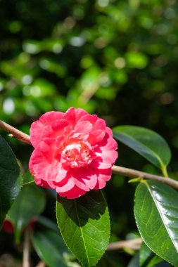 Yaygın kamelya çiçeğinin (kamelya japonica) açılışını kapat