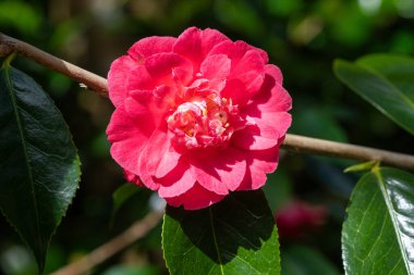 Yaygın kamelya çiçeğinin (kamelya japonica) açılışını kapat