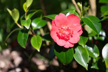Yaygın kamelya çiçeğinin (kamelya japonica) açılışını kapat