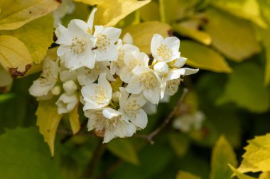 Close up of English dogwood (Philadelphus coronarius) flowers in bloom clipart