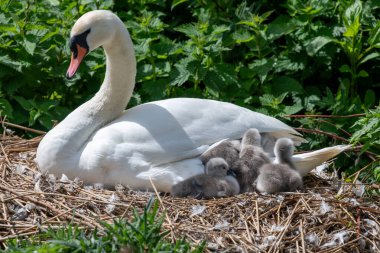 Yuvasında yeni doğan cygnetler olan dilsiz bir kuğuyu kapat (cygnus olor)