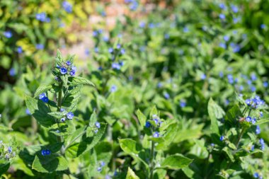 Yeşil alkaneti kapat (pentaglottis sempervirens) bitkileri