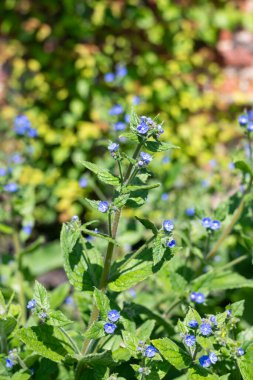 Yeşil alkaneti kapat (pentaglottis sempervirens) bitkileri