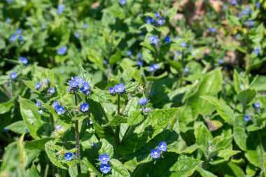 Yeşil alkaneti kapat (pentaglottis sempervirens) bitkileri