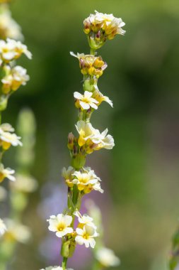 Close up of pale yellow eyed grass (sisyrinchium striatum) flowers in bloom clipart