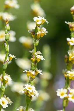 Çiçekler açan soluk sarı gözlü çimlerin (sisisisisyenhium striatum) yakın çekim