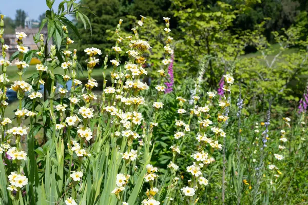 stock image Close up of pale yellow eyed grass (sisyrinchium striatum) flowers in bloom