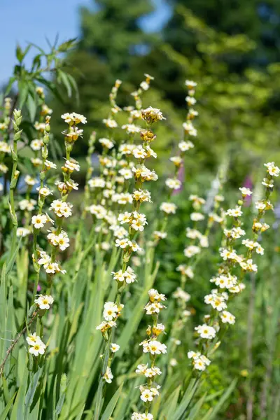 stock image Close up of pale yellow eyed grass (sisyrinchium striatum) flowers in bloom