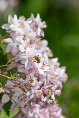 Deutzia Mont Gül çiçeklerinin açılışını kapat