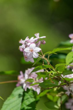 Deutzia Mont Gül çiçeklerinin açılışını kapat