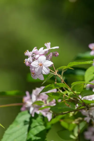 Stock image Close up of Deutzia Mont Rose flowers in bloom