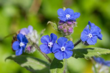 Yeşil bir alkaneti kapat (pentaglottis sempervirens)