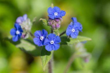 Yeşil bir alkaneti kapat (pentaglottis sempervirens)