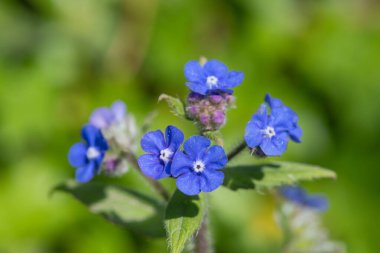 Yeşil bir alkaneti kapat (pentaglottis sempervirens)