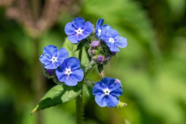Yeşil bir alkaneti kapat (pentaglottis sempervirens)